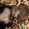 mommy.hammy