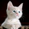 sadiya9z1