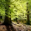 bosque0818