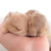 ラビットファームKINO(うさぎ専門ブリーダー)