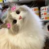 mewmonst