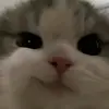 theycallme_dom2