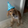 mydoodledallas