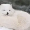 shibu.erin