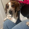 beaglefactory