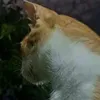 Idxrs_us