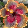 constantin_458