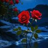 user7190407219231