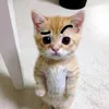 animaiscutofc