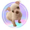 Chihuahua Miguelito