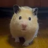fu_kun1223