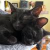 the_two_black_cats2