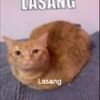 lasang7942