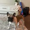 frenchienfluff
