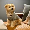 louis.the.shorkie