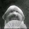 spyydamxes_