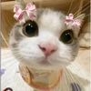 pikaa_1260