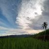 muhammadarif2575