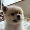 inu3227
