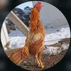 ego4147