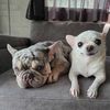 molly_muffin