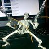 fazemonkeyman_