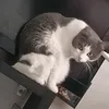 kitty.hat7