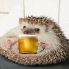 you_lookin_hedgehog
