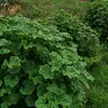 maksadabedzaid