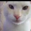 miewmiew311