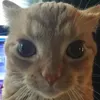 queso_tacticoso