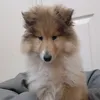 xena_warrior_collie