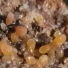 sardinia.mineral