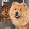 brunothechowfamily