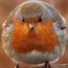 itsbirdieagain