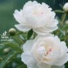 pion_771