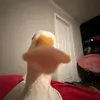 gooseofthesea