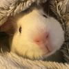 Weebles_Wobbles