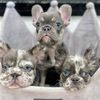 Frenchies For Rehoming🐶🐾