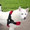rockyledogodog