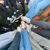 evelilyskates31
