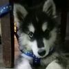 luis_pusei5