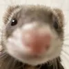 ratsarecool_