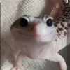 kalangooficial