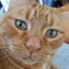 garfield_lover135