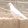 baye.220
