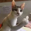 anhmanh267209