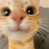 l3llybunny