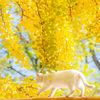 three_lemon_tree