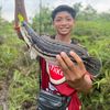 kentang2231